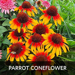 Parrot Coneflower