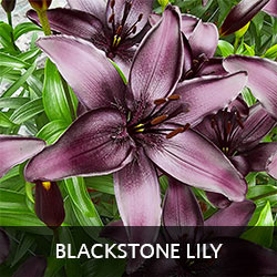 Blackstone Lily