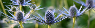 All About The Sea Holly