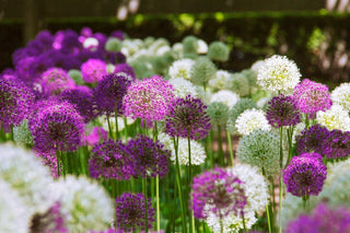 Alliums Calling All Bees And Butterflies