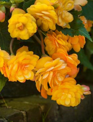 Begonia Named Summer Bulb Of The Year