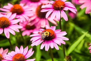 Best Bee Friendly Plants For Your Garden