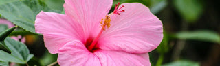 Best Ways Of Using Hibiscus In Your Garden