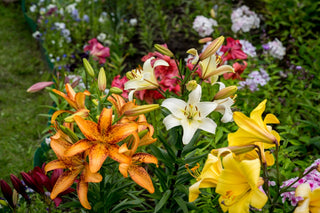 Lilies: A Comprehensive Botanical Guide