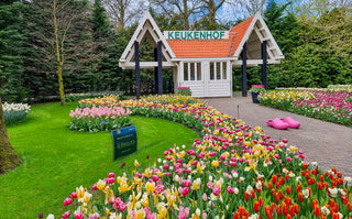 Exploring the Splendour of Keukenhof Gardens