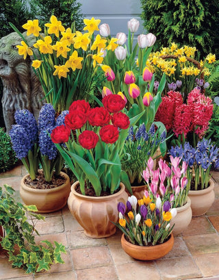 Bulbs Going Pots