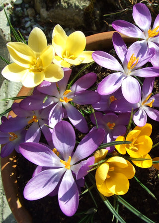 Crocus Celebrated As 2015 Flower Bulb Of The Year