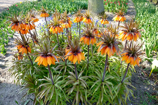 Crown Imperial Frtillaria