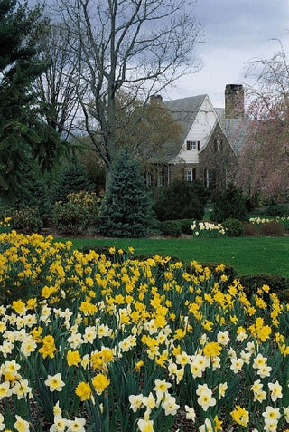 Daffodils Naturalizing