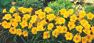 Daylilies - How To Grow & Divide Daylilies