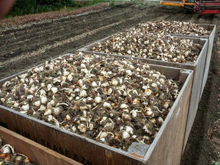 Dutch Bulb Farms