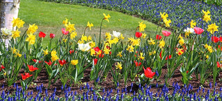 Early Spring Blooming Flowers