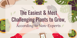 Easiest And Hardest Plants To Grow