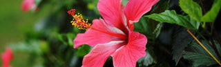 Essentials Of Hibiscus Care