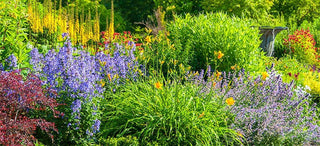 Full Sun Perennials