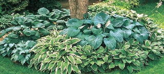 Gardening with Hostas