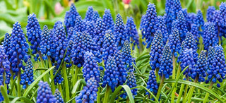 Grape Hyacinth Muscari