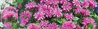 Growing Caring For Bee Balm Plants