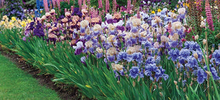 Growing Perfect Irises