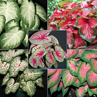 How To Grow Caladiums