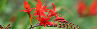 How To Grow Crocosmia Plants