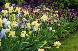 Iris Gardens