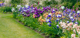 Irises Perfect For Fall Planting