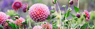 Lifting Storing Dahlias Winter