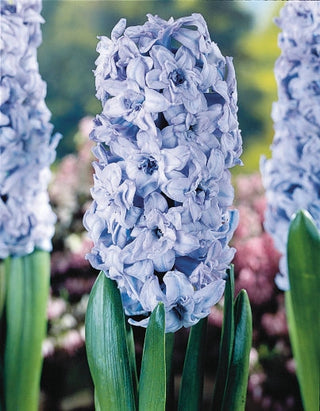 Lisse Hyacinths