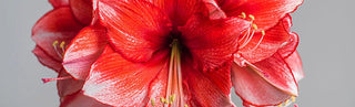 Making Amaryllis Flowers Bloom