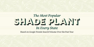 Most Popular Shade Plants