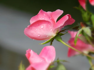 Preventing Storm Damage Garden