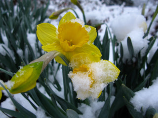 Snow Frost Garden