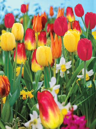 Spring Bulbs For Every Stage Of Spring