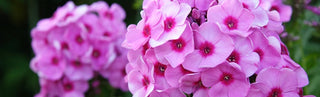 The Magic Of Phlox