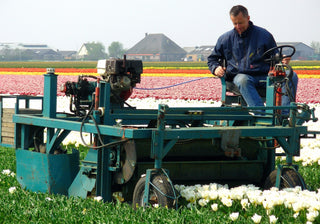 Topping Tulips