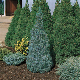 Transplanting Decorative Christmas Trees