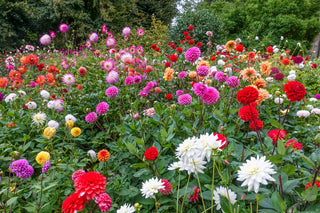 Types Of Dahlia