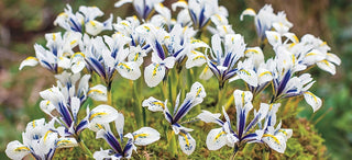 Types Of Irises