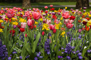 Spring Bulb Guide: Planting Spring Flowering Bulbs