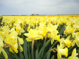 Wish Breezands Daffodil Fields