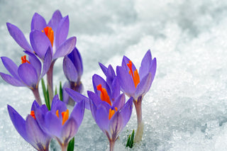 Wish Crocuses Blooming Ontario