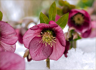 Wish Hellebores Tipp City