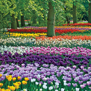 Wish You Were Here Keukenhof