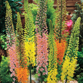 Eremurus Shelford Hybrids Mix