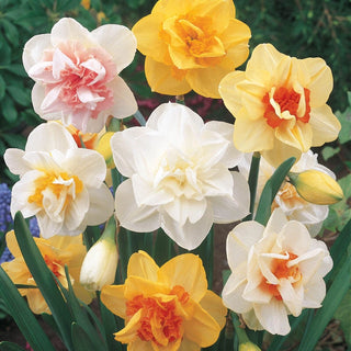 Double Daffodil Mixture 