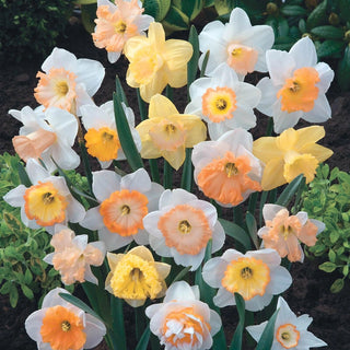 Hybridizers Pink Daffodil Mixture