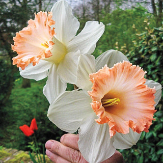 British Gamble Daffodil