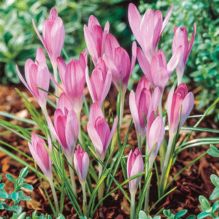 Pink Snow Crocus