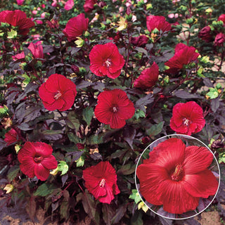 Midnight Marvel Hibiscus